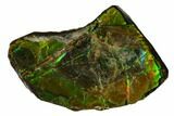 Iridescent Ammolite (Fossil Ammonite Shell) - Alberta, Canada #147452-1